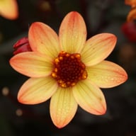 Star Wars Dahlia Knöl