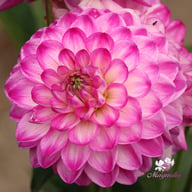 Stardust Dahlia Tuber