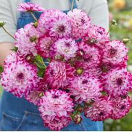 Stardust Dahlia Tuber