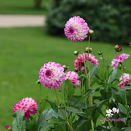 Stardust Dahlia Tuber