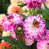 Stardust Dahlia Knöl