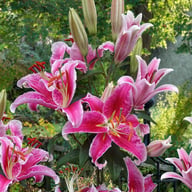 Stargazer Lillium Bulb