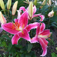 Stargazer Lillium Bulb