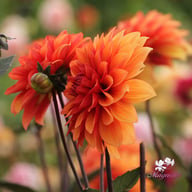 Statue of Orange Dahlia Tuber
