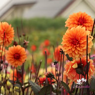 Statue of Orange Dahlia Tuber