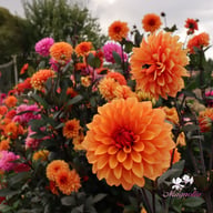 Statue of Orange Dahlia Tuber
