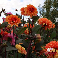 Statue of Orange Dahlia Tuber