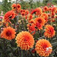 Statue of Orange Dahlia Tuber