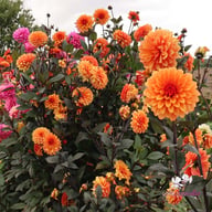 Statue of Orange Dahlia Tuber