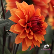Statue of Orange Dahlia Tuber