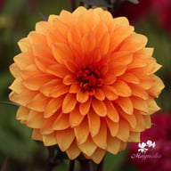 Statue of Orange Dahlia Tuber