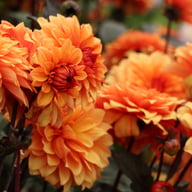 Statue of Orange Dahlia Knöl
