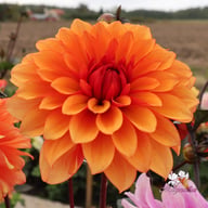 Statue of Orange Dahlia Tuber