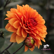 Statue of Orange Dahlia Tuber