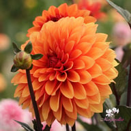 Statue of Orange Dahlia Tuber