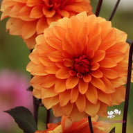 Statue of Orange Dahlia Tuber