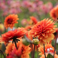 Statue of Orange Dahlia Tuber