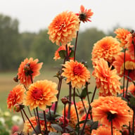 Statue of Orange Dahlia Knöl