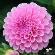 Stolze von Berlin Dahlia Knöl