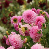 Stolze von Berlin Dahlia Tuber