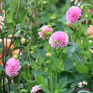 Stolze von Berlin Dahlia Knöl