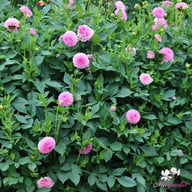 Stolze von Berlin Dahlia Knöl
