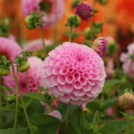 Stolze von Berlin Dahlia Tuber