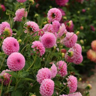 Stolze von Berlin Dahlia Tuber