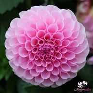 Stolze von Berlin Dahlia Knöl