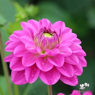 Stratos Dahlia Tuber