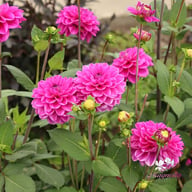 Stratos Dahlia Tuber