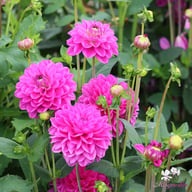 Stratos Dahlia Tuber