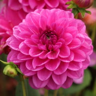 Stratos Dahlia Tuber