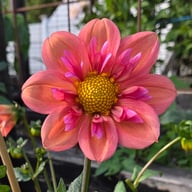Strawberry Bon Bon Dahlia Tuber