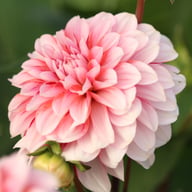 Strawberry Cream Dahlia Tuber