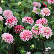 Strawberry Cream Dahlia Tuber