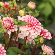 Strawberry Cream Dahlia Tuber