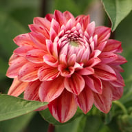Strawberry Cream Dahlia Tuber