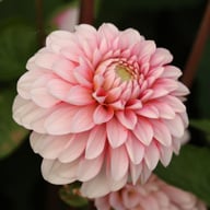 Strawberry Cream Dahlia Tuber