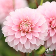 Strawberry Cream Dahlia Tuber