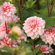 Strawberry Cream Dahlia Tuber