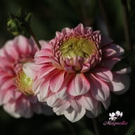 Strawberry Cream Dahlia Tuber
