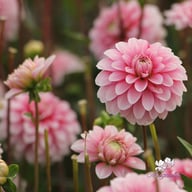 Strawberry Cream Dahlia Tuber