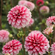 Strawberry Cream Dahlia Tuber
