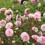 Strawberry Cream Dahlia Tuber