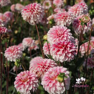 Strawberry Cream Dahlia Tuber