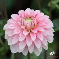 Strawberry Cream Dahlia Tuber