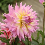 Strawberry Ice Dahlia Tuber