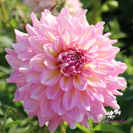 Strawberry Ice Dahlia Tuber