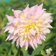 Strawberry Ice Dahlia Tuber